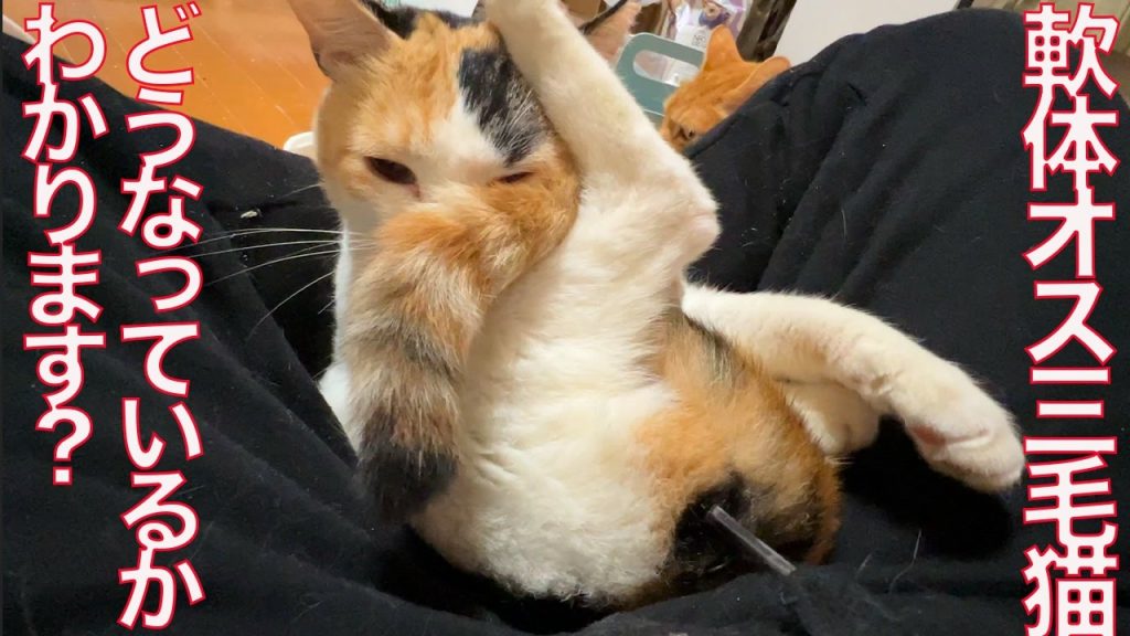 柔らかすぎるオスの三毛猫、「からまっている？」と思わせる“複雑な