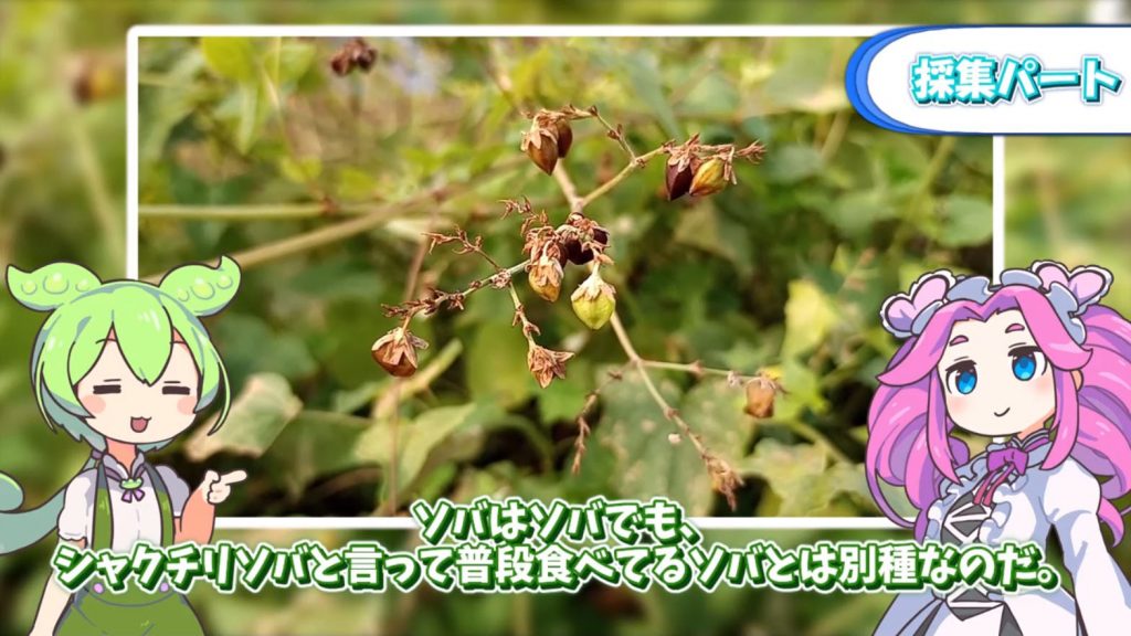 野生のそばの実を食べてみた！ 野で採取して、ひとつひとつ皮をむいて、中華スープに調理