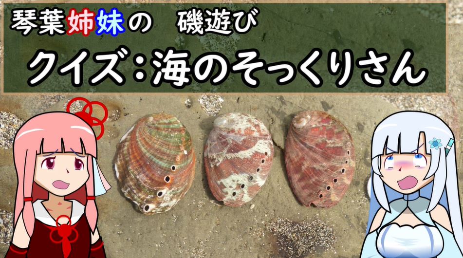 この中で仲間外れはどれ？ 海のそっくりな生き物の見分け方を解説してみた！