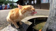 地域猫「ちょうどよかった 水出してニャン！」目を閉じながら水を飲む、美味しそうな表情がたまらない可愛さ