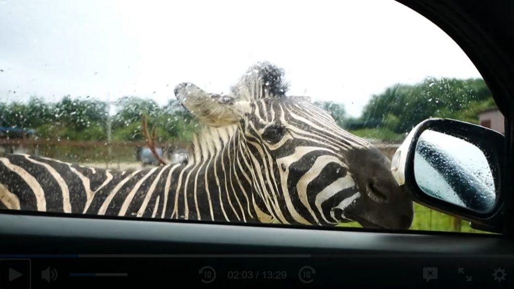 動物園＆水族館を巡る日本一周ツーリング！ 臨場感ありすぎの「東北サファリパーク」と水生生物が充実の「いなわしろカワセミ水族館」を楽しんできた