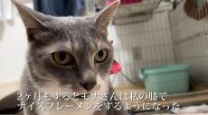 フレーメン反応を起こす猫に“刺さる匂い”とは!? 猫たちの個性あふれるフレーメン顔やリラックス顔を紹介