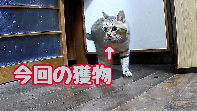 飼い主さんへ“お土産”を狩ってきた猫ちゃん！ 深夜3時に「ニャオ～ン」とただいまを告げる