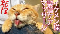 シニア猫に大好評の「リフトアップマッサージ」でとろける猫ちゃん！ されるがままのマッサージ後はキリッとイケメン猫に