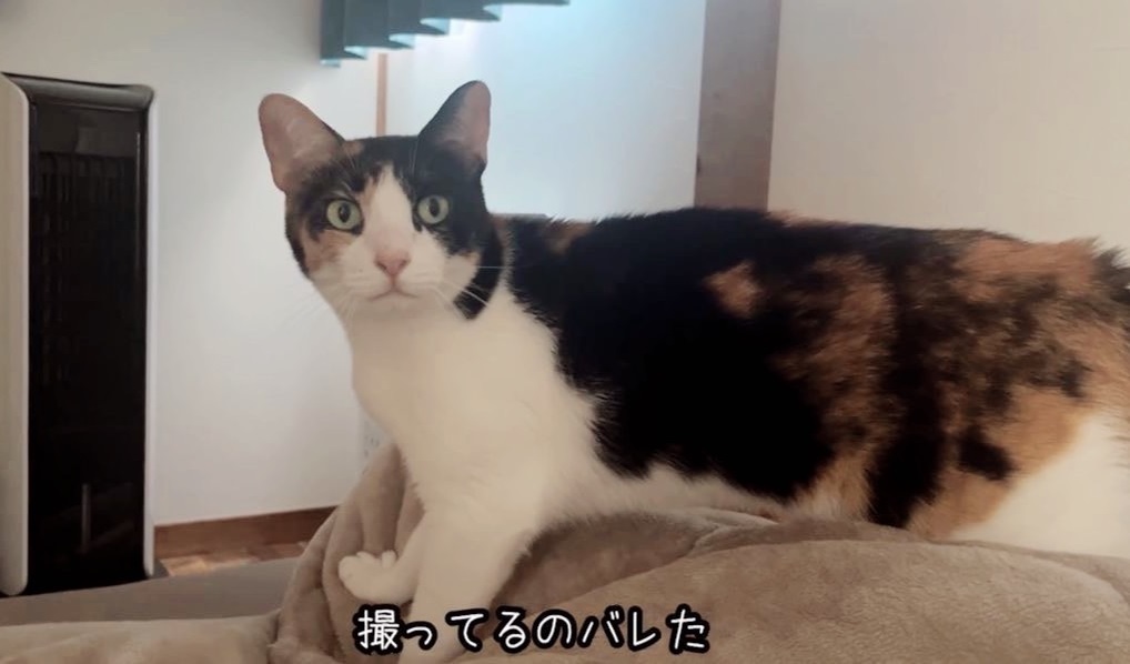 フミフミを撮られてびっくりした猫ちゃん！ 逃げ出すかと思いきや、カメラ前へ移動するサービス精神を発揮