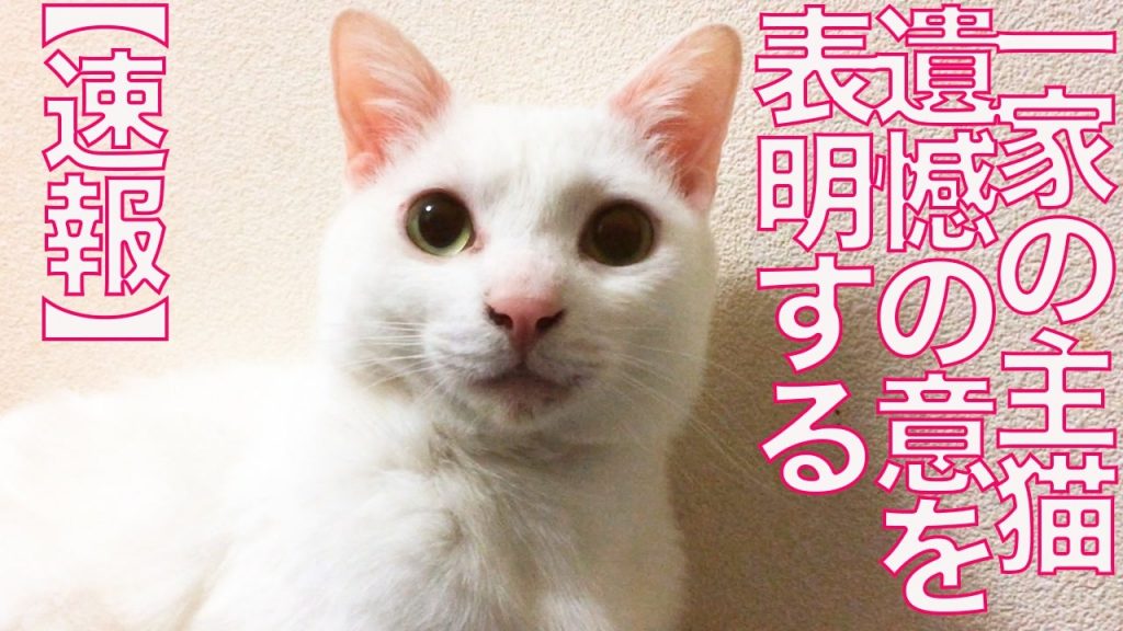 「遺憾の意」を表明する猫ちゃん！ 一家の主猫としてふるまう中で“人間くさい表情”を身に着ける