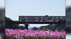 南九州市頴娃町のコスモス畑と開聞岳を一望できる瀬平自然公園の紹介　まるで旅行誌のような写真が撮れる映えスポット！