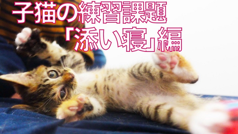 麦わら模様の子猫ちゃんの家猫修行！ 未来の猫団子を目標に、飼い主さんとの添い寝に挑戦する