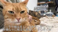 ツンデレな先住猫ちゃん、飼い主さんに甘えながらこっそりシッポで子猫をあやす！ シッポが痛くて「ニャー」と叫ぶも心を許す