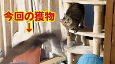 ハロウィンにぴったりの“お土産”を捕まえた猫ちゃん！ 飼い主さんに見てもらおうと朝5時に雄叫びを上げる