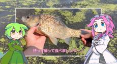 池のフナを釣って食べてみたらめちゃくちゃ美味だった！ 実は旨味たっぷりというフナを美味しく味わうレシピを紹介