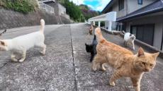 山道歩いていると猫たちがついてくる！ 道路脇の猫グループがどんどん合流して“謎の猫集団”を結成