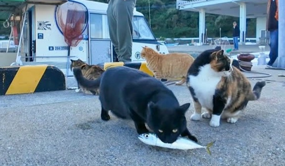お魚をゲットした三毛猫ちゃん！ あまりの活きの良さに戸惑っていると