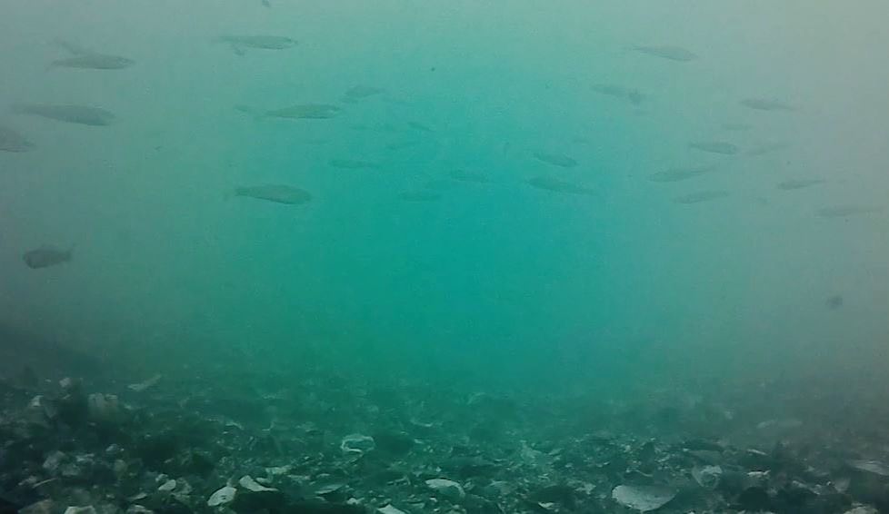 横浜市の「大黒海づり施設」で水中映像を撮ってみた！ シロギスの群れがカメラを取り囲むように泳ぐさまが楽しく癒される