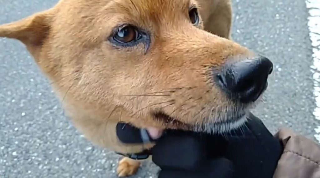 散歩ではしゃぐ柴犬ちゃん！ 道の端を歩き過ぎてミゾに落ち「お父ちゃん痛い～」と足を上げてアピール