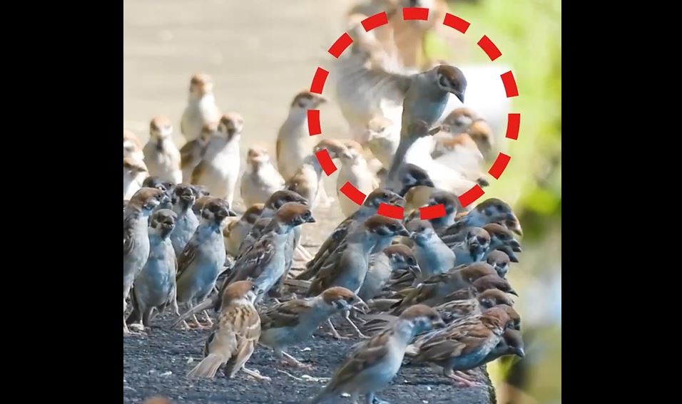 眺めのいい場所に群がるスズメたち！ その上ではホバリングして最前列へ着陸する隙を狙うスズメも