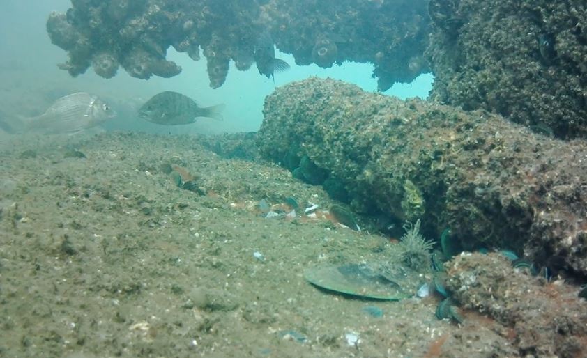 根掛かりがコワイ横浜の「根岸湾」を水中カメラで撮影してみた！ 沢山のクロダイにメジナやシマイサキ、目の前を横切るカニなど海の中の世界が興味深い