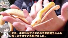 巳年なので「ヘビ専門の動物園」のカウントダウンイベントに参加してきた！ 白ヘビ3種と触れ合う姿に「素敵な催し」「縁起よさそう」の声