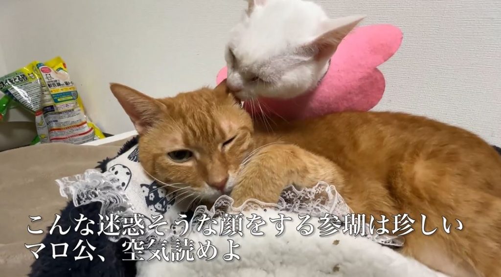 新入り猫と仲良くなりたいベテラン猫！ お目当て“以外”の猫ちゃんからの熱心なグルーミングに「どうしてこうなった」の表情を見せる