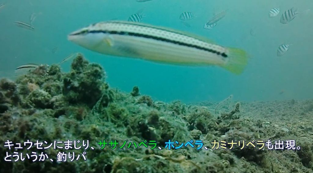 神奈川県横須賀市「うみかぜ公園」を水中撮影してみた！ キュウセン天国かと思いきや、アイゴやメジナにコブダイと様々な魚が現れワクワクする