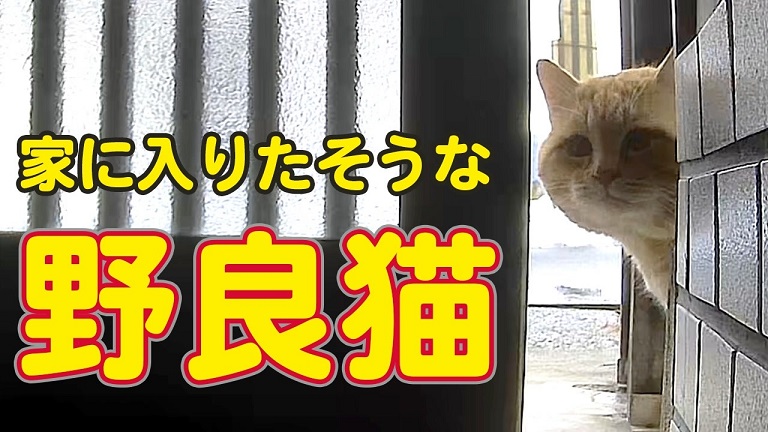 雪の日の野良猫ちゃん！ 何度も何度も家をのぞきにやって来る姿に「うちの子になればいいのに」