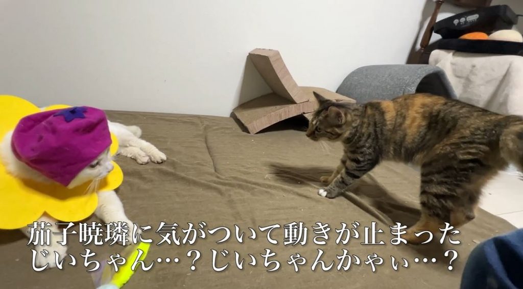 調子に乗り過ぎた子猫ちゃん！ 被り物をしたおじいちゃん猫に驚いて、尻尾をボワボワにして後ずさり