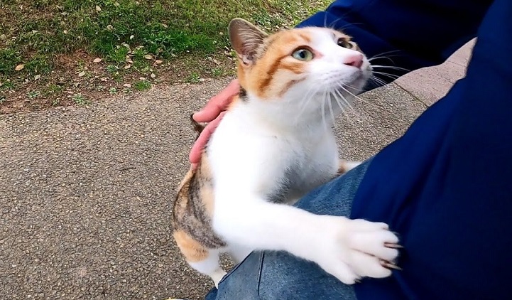 公園で会った三毛猫の散歩について行ってみた！ 一緒にいるうちに甘えがどんどんエスカレートして、肩まで乗ってくるように