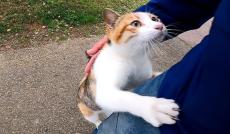 公園で会った三毛猫の散歩について行ってみた！ 一緒にいるうちに甘えがどんどんエスカレートして、肩まで乗ってくるように