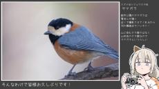 富士フイルム「X-H2S」で野鳥を撮ってみた！ ヤマガラ、ツグミ