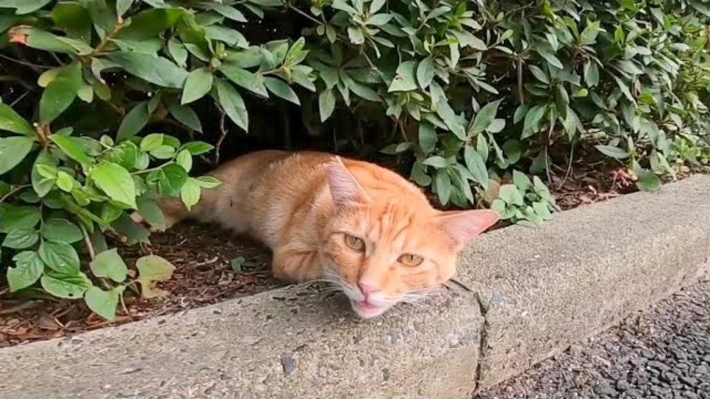 茂みから顔を出した茶トラ猫が「なでてニャン」とリクエスト