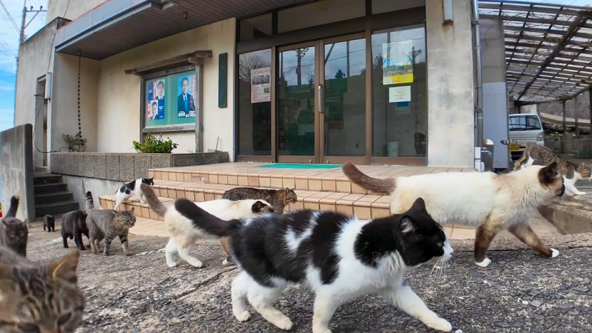 港で出会った猫ちゃんに案内されて「猫の集会」に参加してみた！ 結果