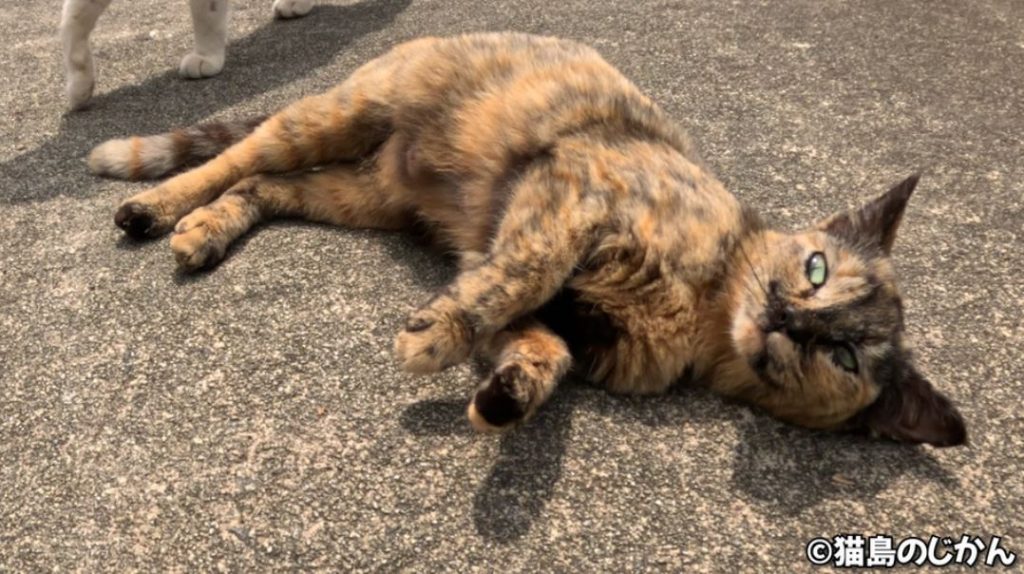 ズザァァッ！ “ドリフト”でのアピールが止まらないサビ猫ちゃんへ「頭