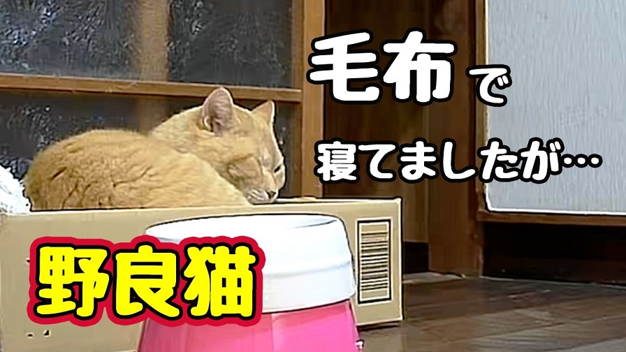 少しずつ家で寝るようになった野良猫ちゃん！ 宅配便の気配にビックリ
