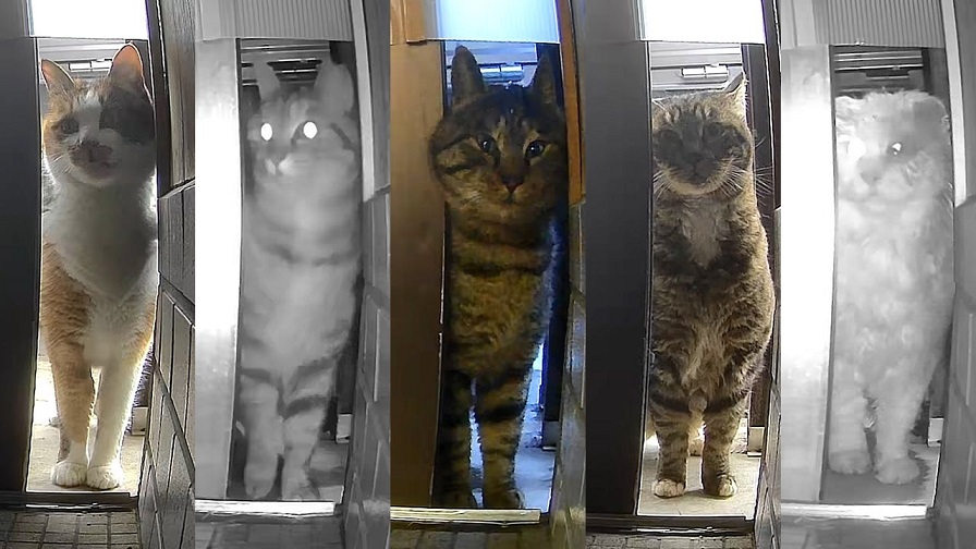 ご近所猫が全員集合？ 飼い猫、野良猫を問わずに訪れる玄関へ「ここは