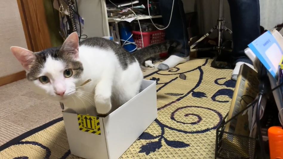 「ジロジロ見るニャ～！」大好きなダンボール箱に入ろうとした猫、注目されているのに気づいて激しくうろたえる