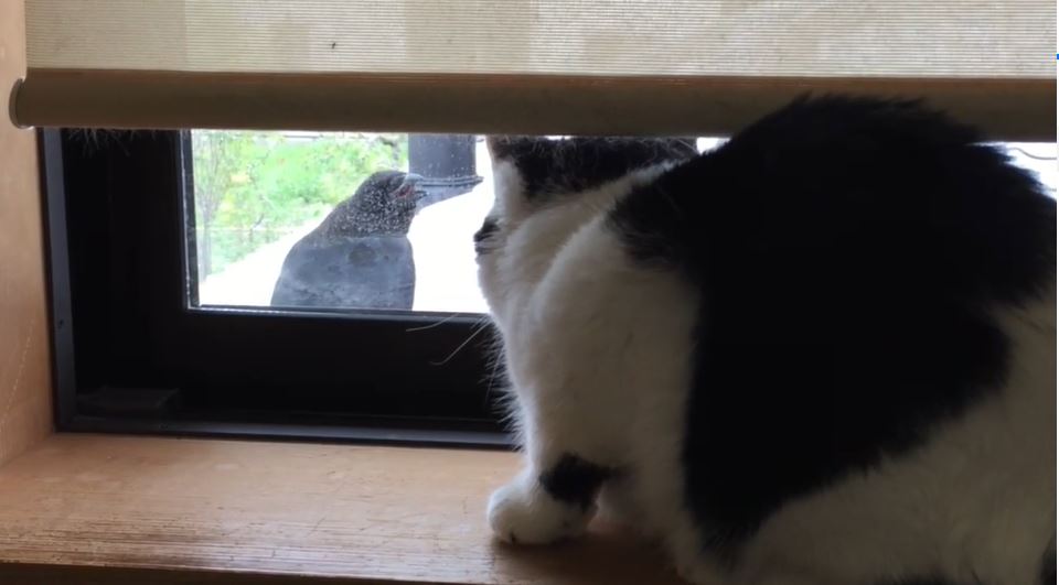 「ニャンだおまえ？」窓ガラス越しに煽ってくるカラスの登場によって、固まってしまった猫