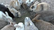 ウサギの食事風景、上から見るか？ 間近で見るか？ 視点を変えると「モフモフ幸せ空間」が広がっていた