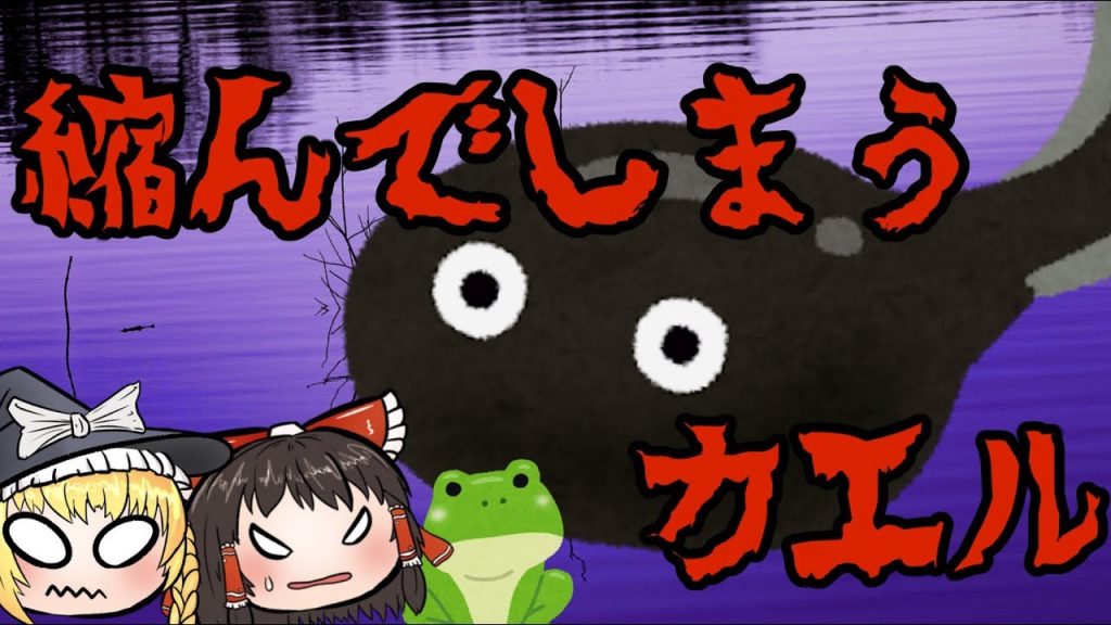 “成長すると縮むカエル”がいるって知ってた？ 世界最大級のオタマジャクシが縮む理由はいまだ解明されず、生命の神秘すぎる件