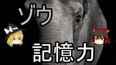 ゾウは20年前のことも覚えているらしい！ 群れの仲間や水場の場所まで忘れない、すごすぎるゾウの記憶力を解説してみた