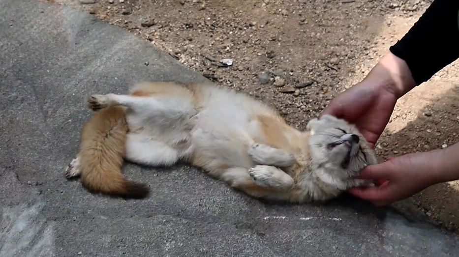 飼育員さんに甘えるフェネック…お腹を見せて前足を揃え“全力で”おねだりをはじめる