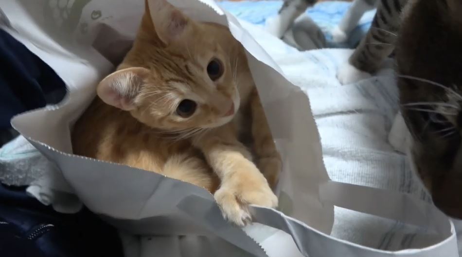 紙袋の中で遊ぶ子猫… お兄ちゃん猫に袋の中を覗きこまれて見せた反応は？