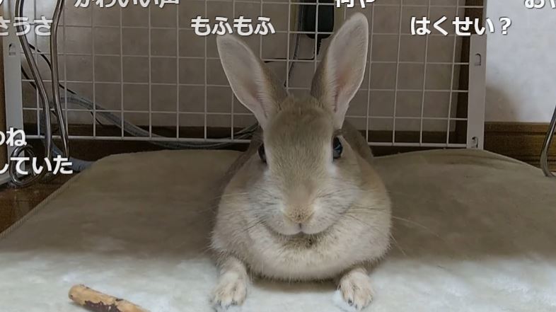 飼い主の“おやつ”の呼びかけにぴょんぴょん応えるウサギさん　他の言葉で呼んでも無反応な様子に「もう、おやつって名前でいいんじゃない？」