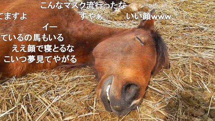 スヤァ… 熟睡している馬の表情がオッサンみたいで可愛い！ ほんのり癒やされる寝顔に「野生を忘れてる」「女房とおなじだ」