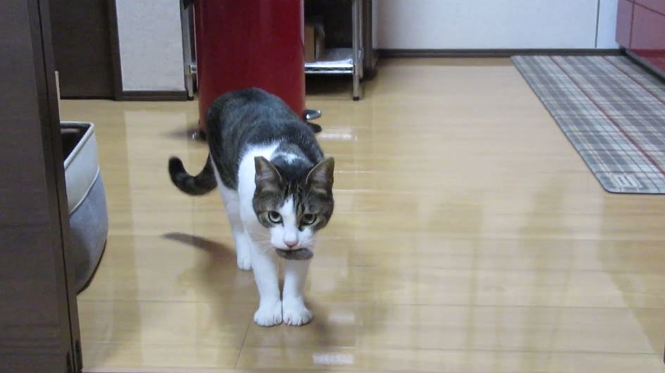 猫と「取って来い」で遊ぶはずが、飼い主をじらすように“一人遊び”がスタート！ いたずらっぽい目つきにSっ気を感じざるを得ない