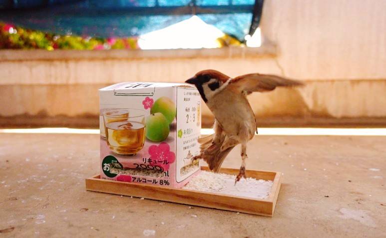 スズメが梅酒をつついている、だと？ アイデアあふれるエサやりに「よいどれスズメ」「よく出来てる」の声