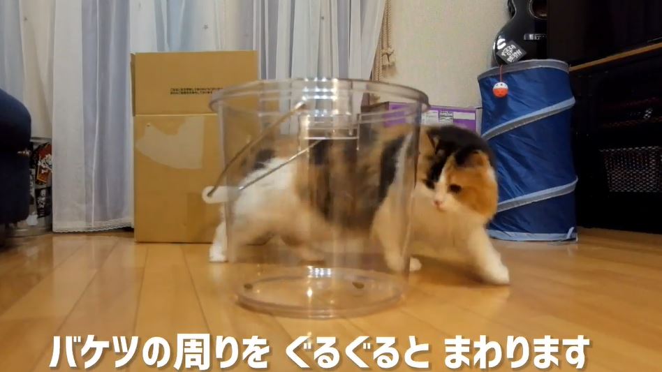 家猫“液状化”計画…！ 透明なバケツに仕込んだおやつで誘い込むトラップを作って見守ってみた