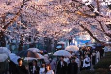 ［動画あり］雨降ったって いいじゃないか、だって高田城址公園だもの♪ 満開の夜桜、ライトアップで風情倍増⤴⤴新潟上越市