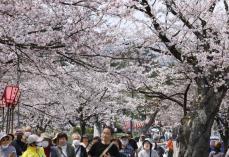 高田城址公園の桜、一緒に守りませんか♡ 新潟上越市が「桜守」求む！4月30日まで募集期間延長