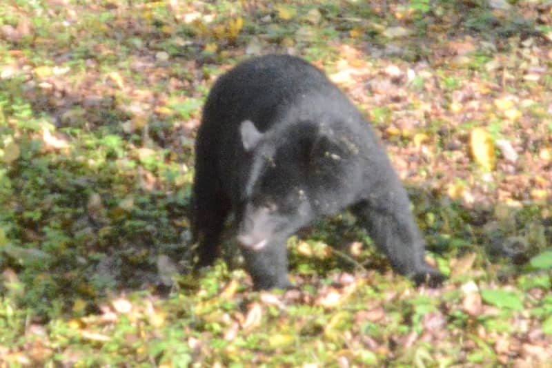 新潟県がクマ出没警戒注意報を今シーズン初発令、5月31日に県内の男性がクマに襲われたことを受け