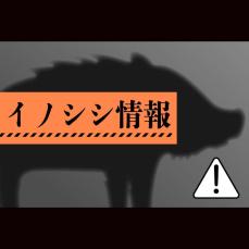 【動画あり】新潟県上越市三和区でまたイノシシ被害、男性が突進受け足負傷　前日にも2人が襲われけが